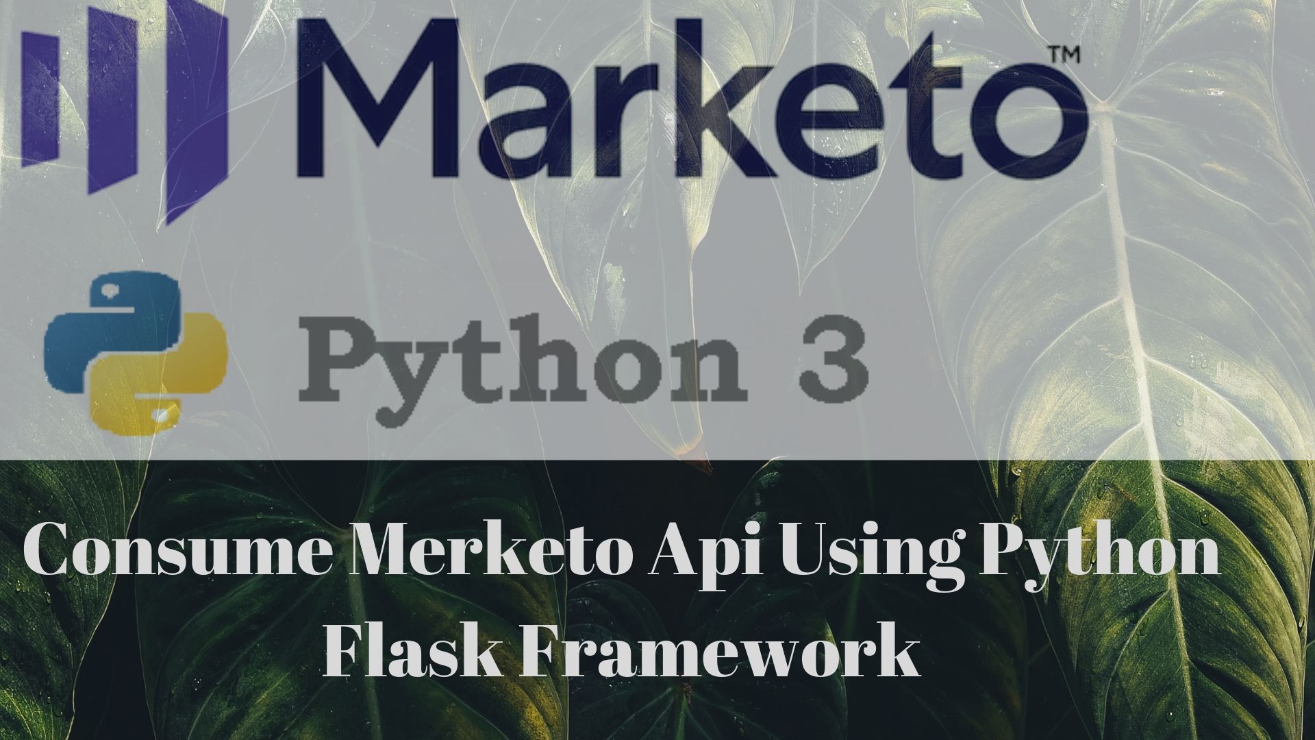 marketo-api-example-python3